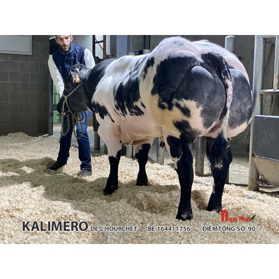 Tinh bò thịt BBB - KALIMERO DE L’HOURCHET